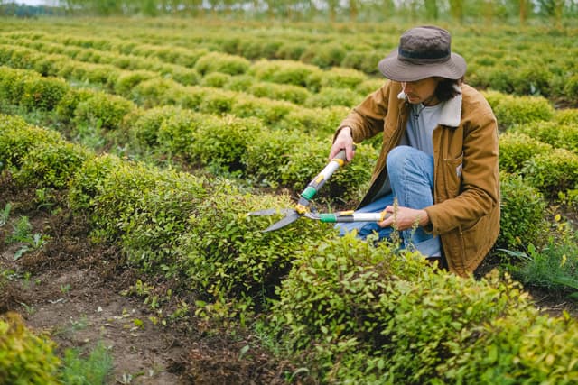 Trimming